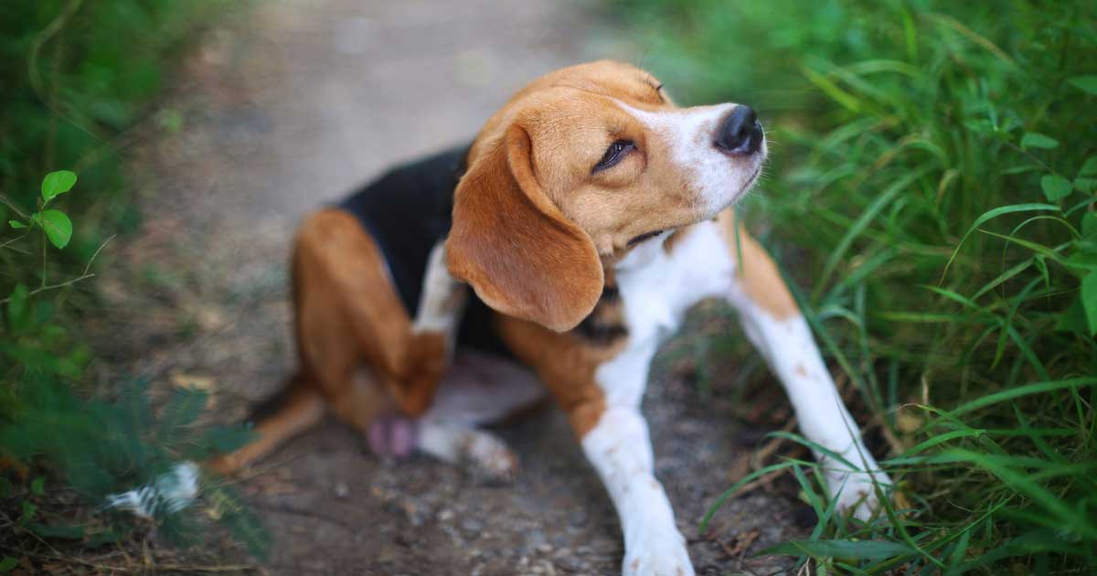 Beagle Image: © kobkik / Adobe Stock