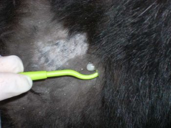 Figure 2. Removal of tick with tick hook.