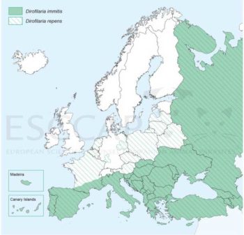 Figure 3. Distribution of Dirofilaria immitis and Dirofilaria repens in Europe.