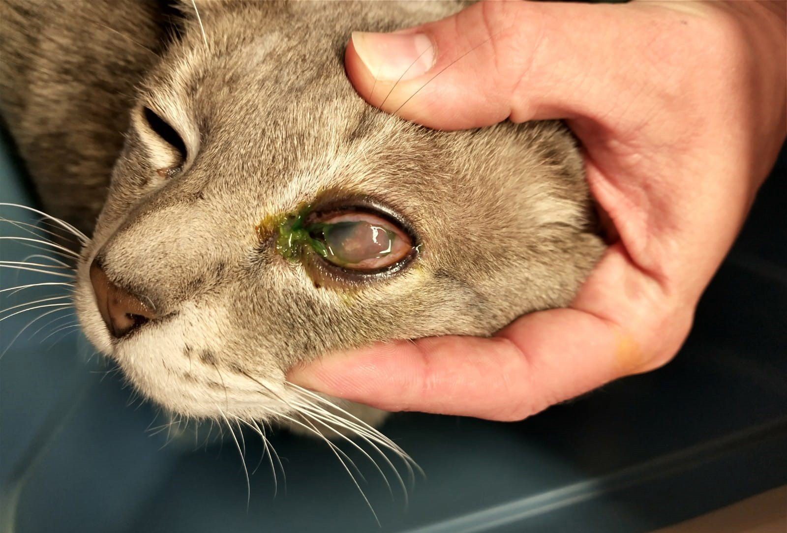 Cat conjunctivitis medicine shop