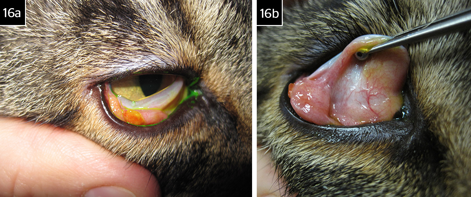 Cat conjunctivitis medicine online
