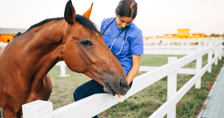 CMA evaluate might impression equine vet sector regardless of its ‘race to the underside’