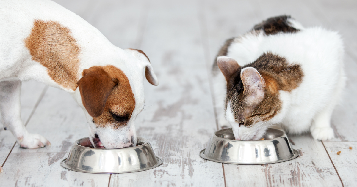 Vegan dog best sale and cat food
