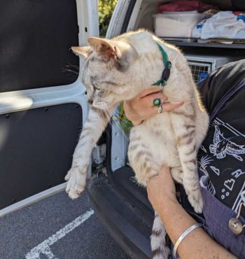 Tia was found and reunited with her owners because of her microchip.