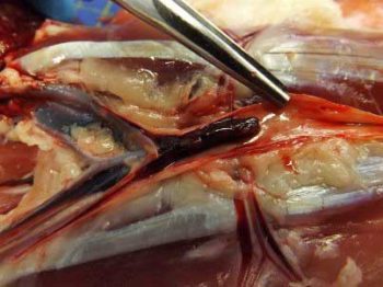 Figure 1. A postmortem image showing the trifurcation of the aorta in a cat with feline aortic thromboembolism. The embolus can be seen in situ. Image: Emanuele Ricci, senior lecturer in veterinary pathology, University of Liverpool.