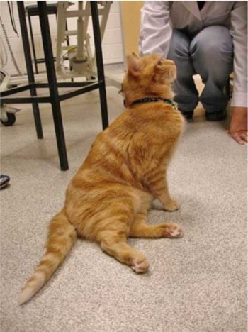 Figure 3a. A cat with feline aortic thromboembolism (FATE) demonstrating the classic presentation when aortic trifurcation involvement exists. This cat had bilateral hindlimb paralysis.