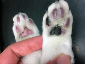 Figure 3b. The hindlimbs of a cat with unilateral FATE showing the digital pads. The limb on the right has a purple discolouration, which is the affected limb. This cat had a structurally normal heart, and pulmonary carcinoma was found to be the cause of the thromboembolic episode.