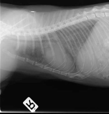 Figure 4. A right lateral thoracic radiograph demonstrating cardiomegaly and a diffuse interstitial-alveolar pattern consistent with pulmonary oedema.