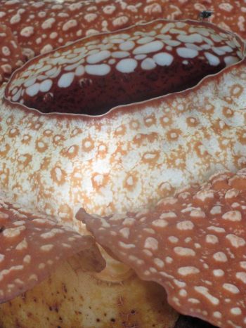 Rafflesia have enormous flowers – the largest flower in the world – with buds rising from the ground or directly from the lower stems of their host plant.