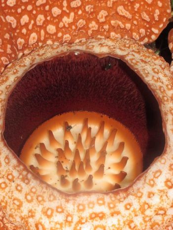 Rafflesia have enormous flowers – the largest flower in the world – with buds rising from the ground or directly from the lower stems of their host plant.