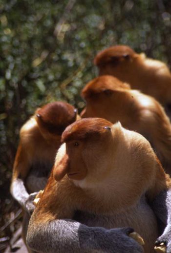 The proboscis monkeys are unique to Borneo.