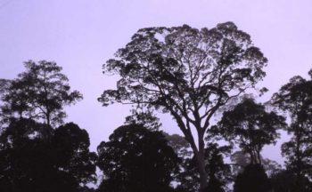 The Koompassia tree is one of the tallest trees in the world.