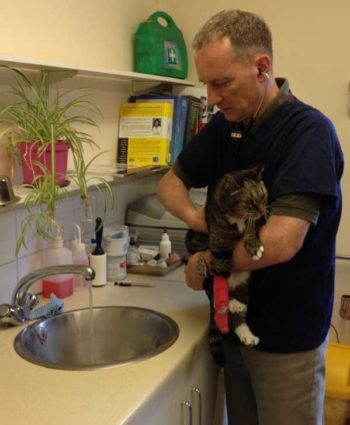 ​Figure 1. Holding the cat and moving towards a running tap while auscultating the heart can stop the purring interference in approximately 80% of cats.