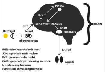 Figure 1. Displaying the pathways by which daylight hours affect hormonal release in sheep (adapted from Sengupta and Tosini, 2011).