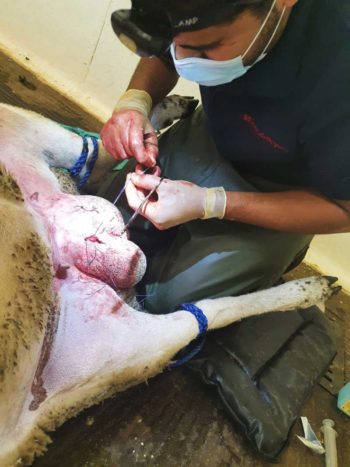 Figure 2. The excision-ligation technique carried out on a ram in the “tipped” position.