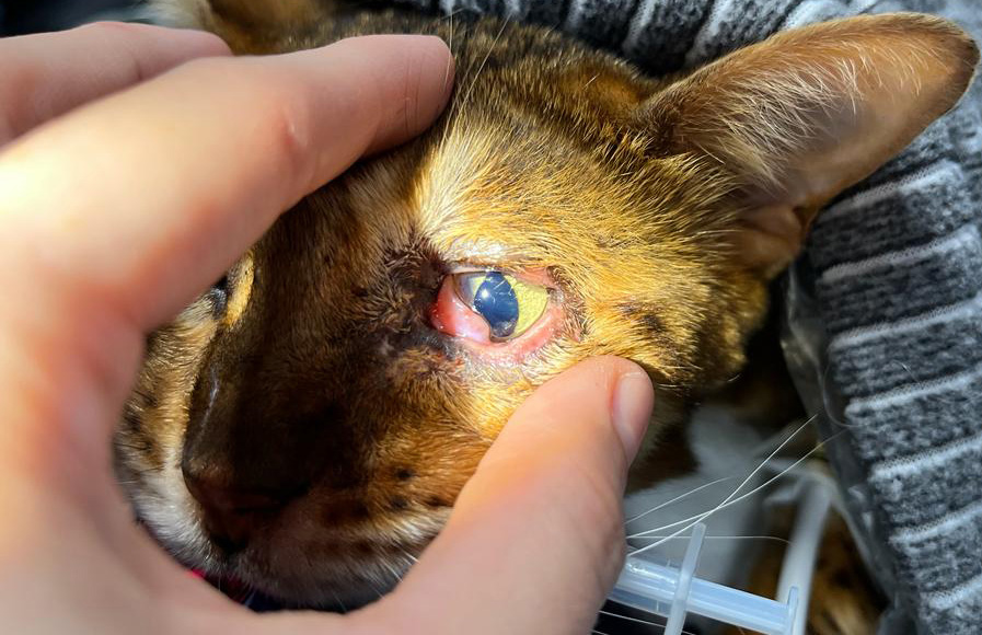 Cat conjunctivitis medicine shop