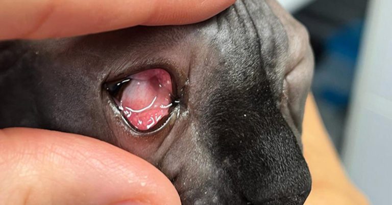 Puppy conjunctivitis treatment hot sale