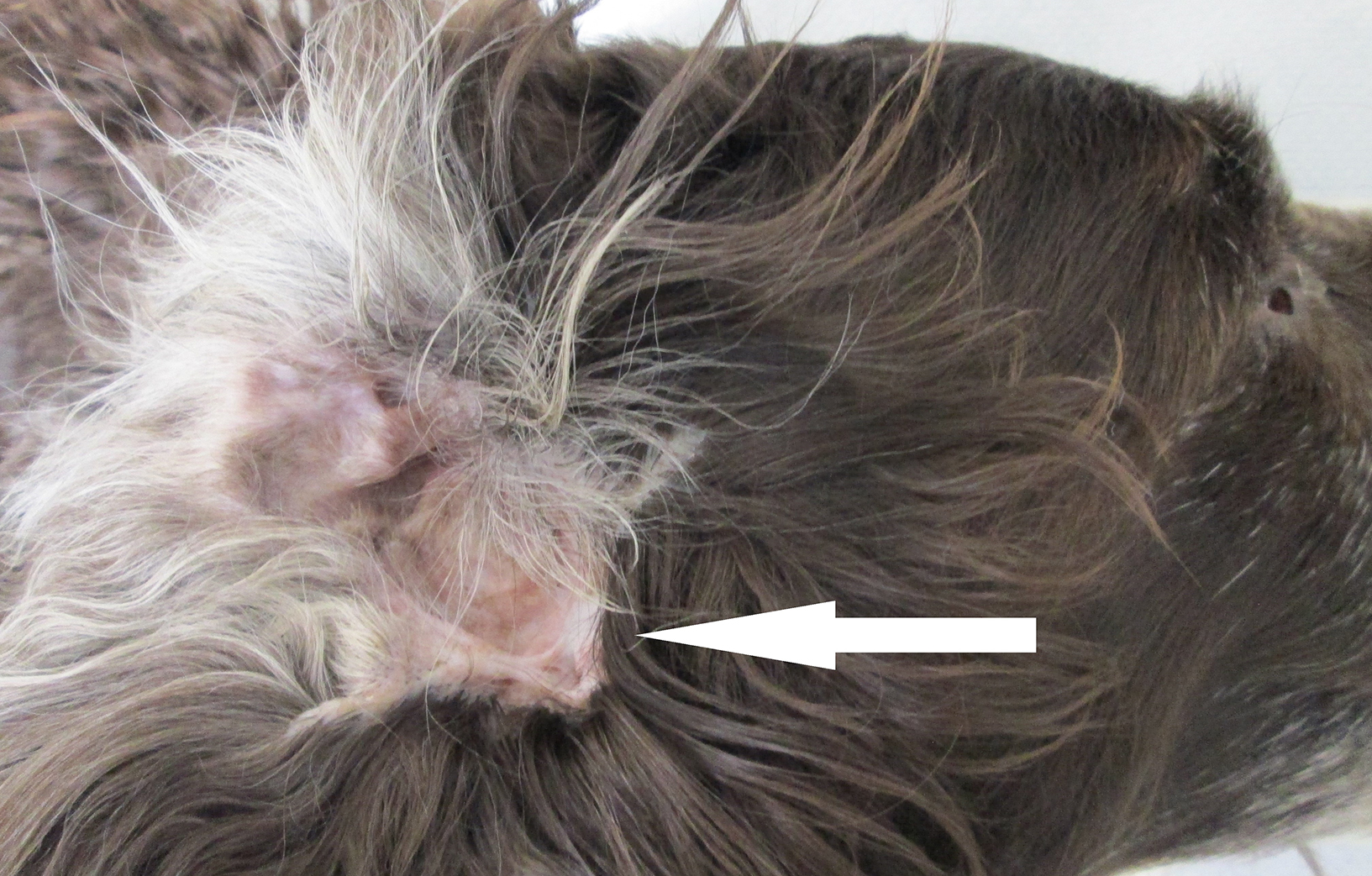 Natural treatment of canine ear tip vasculitis discount