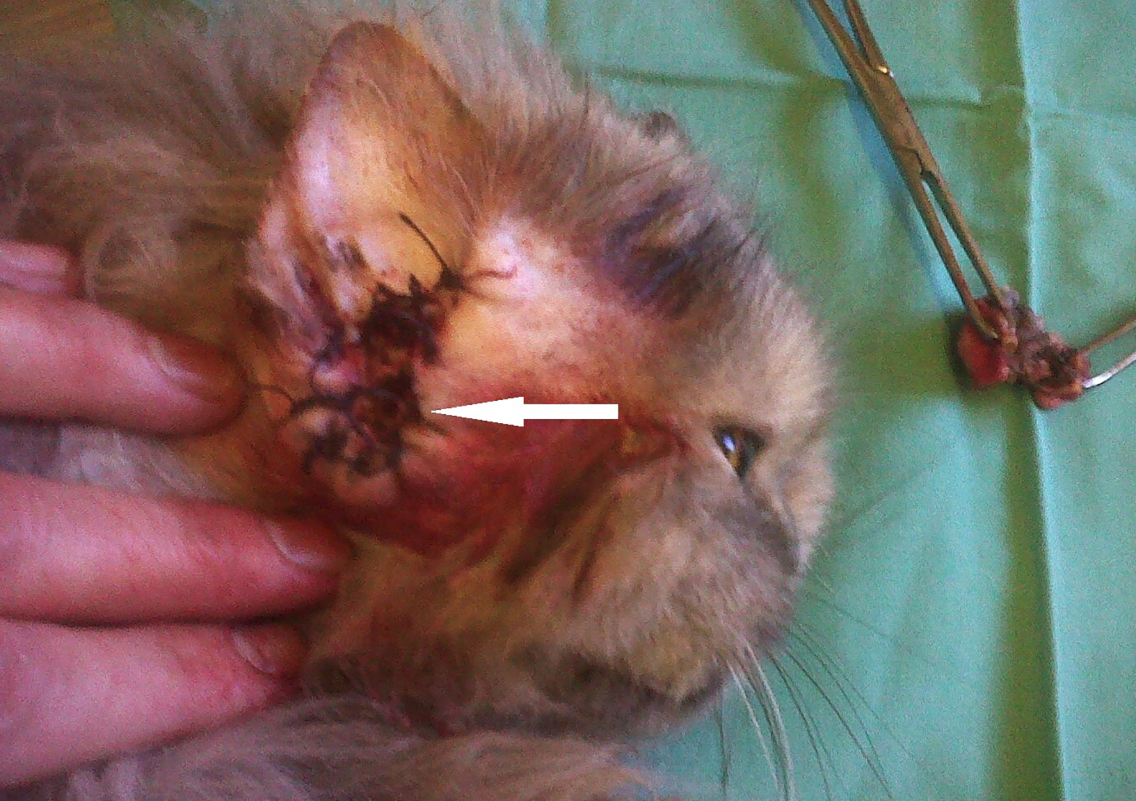 Surgical management of otitis in dogs and cats the challenges Vet Times