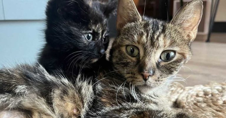 Rspca kittens deals
