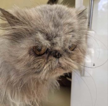 Seven-year-old Molly has been in RSPCA care for 93 days. Image: RSPCA