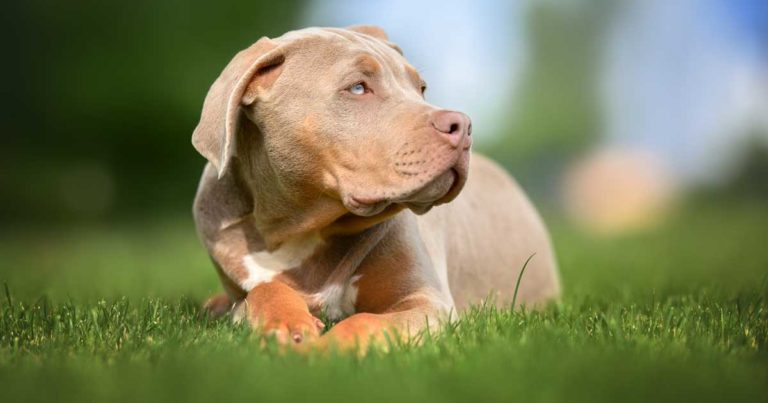 Bully sales dog detail