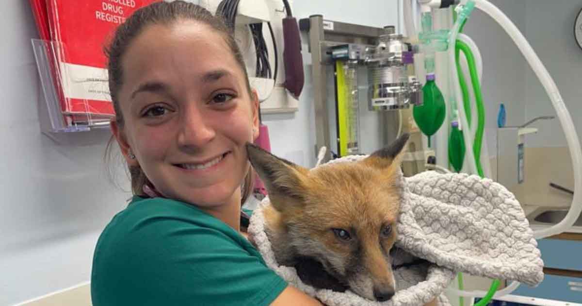 Fox vets near sales me
