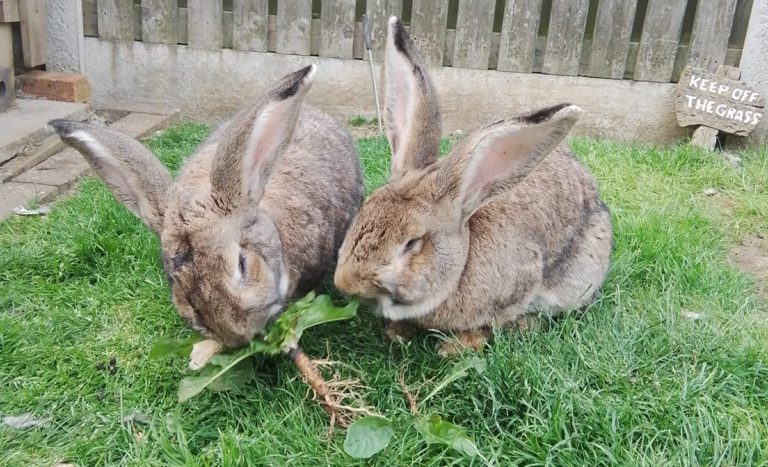www.vettimes.co.uk