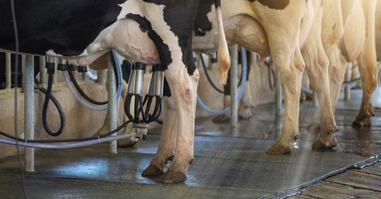 Mastitis: latest research, treatments and prevention | Vet Times