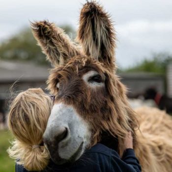 Image: The Donkey Sanctuary, Sidmouth