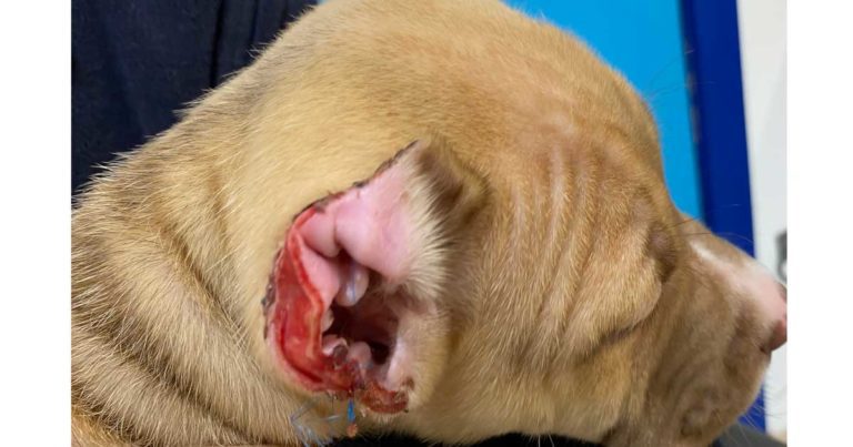 RSPCA requires motion over ‘glamorised’ ear crop fears