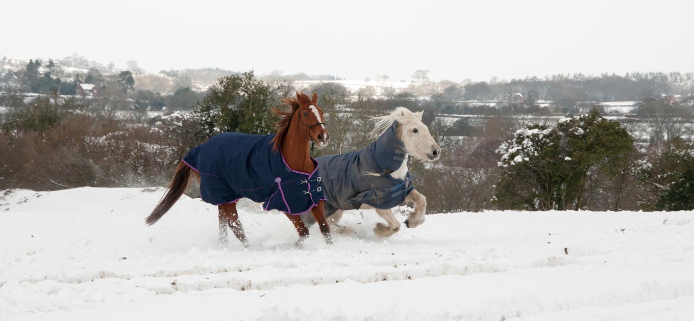 Horses in the snow