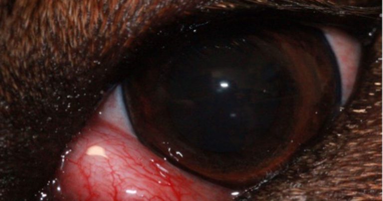 All eyes on evidence-based medication as ‘barbaric’ observe reemerges