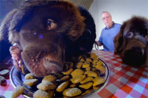 documentary dog food