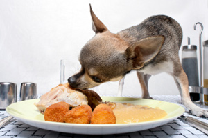 can dogs eat custard creams