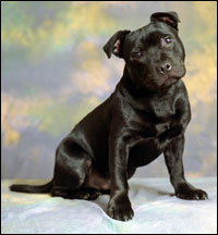 rspca staffy puppies