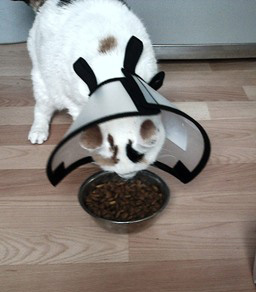 Cat cone eating Clearance