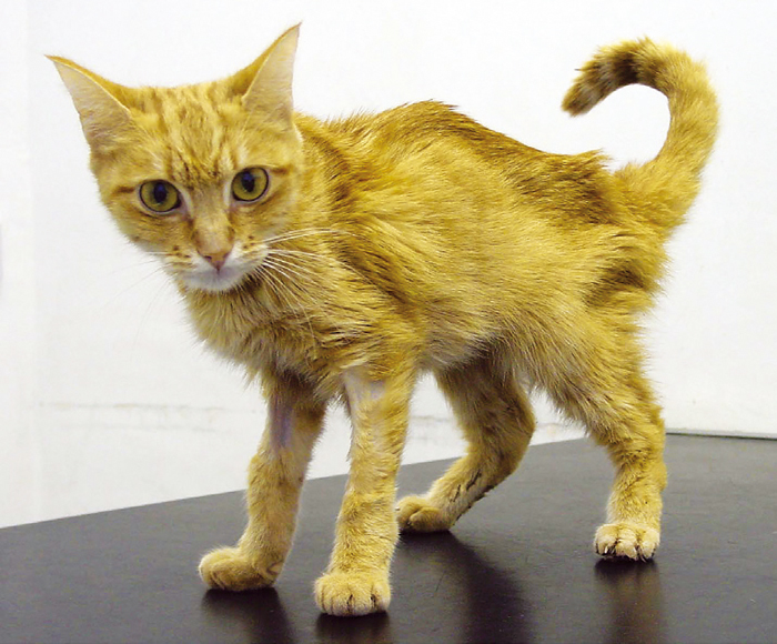Dietary management of feline chronic renal failure Vet Times