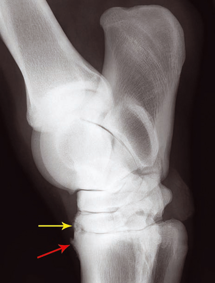 EQUINE OSTEOARTHRITIS: MANAGEMENT OVERVIEW, OPTIONS AND TREATMENTS ...