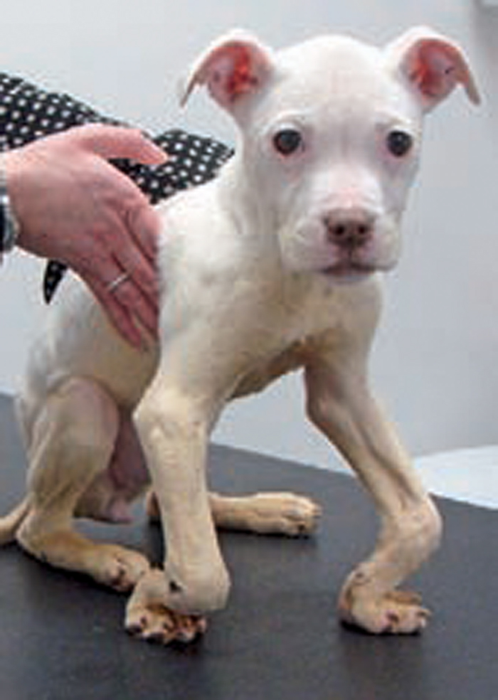 Managing carpal laxity | Vet Times