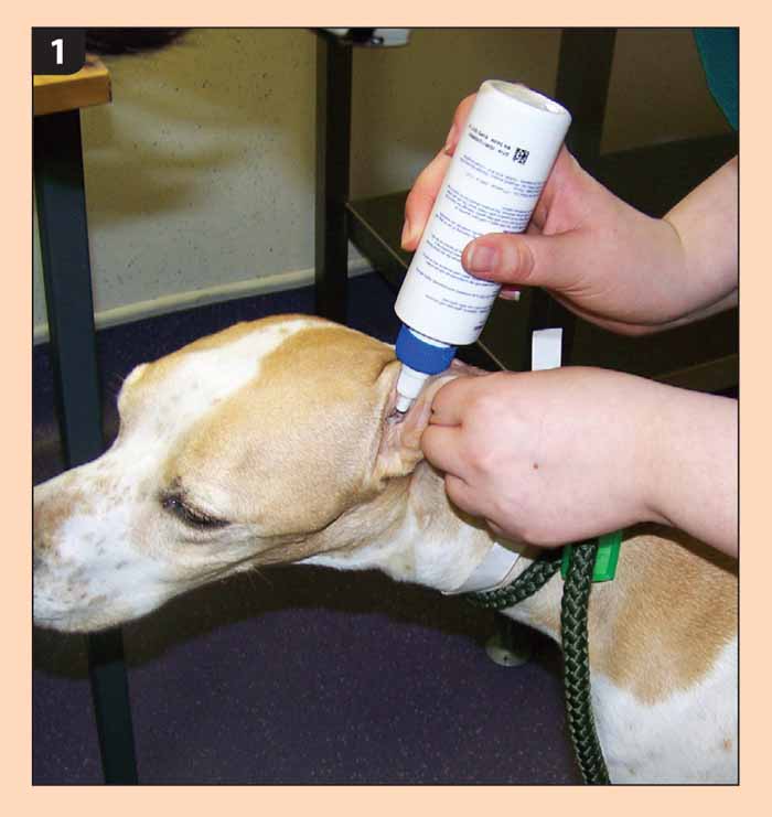 Management and treatment of otitis externa and media Vet Times