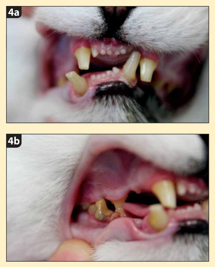 Techniques for intraoral fixation of jaw fractures | Vet Times